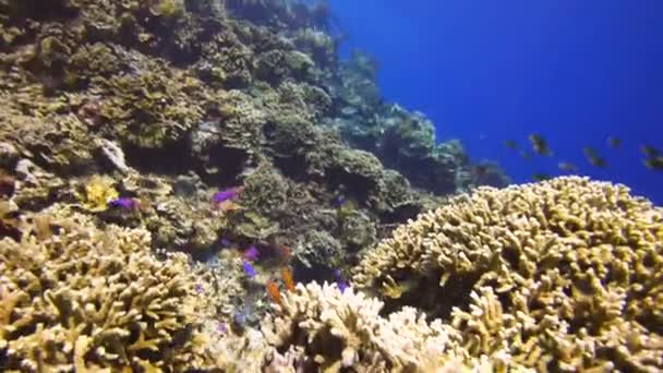 Peixes de recifes de coral coloridos — Vídeo de Stock