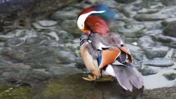 Mandarina pato preens sus plumas — Vídeo de stock