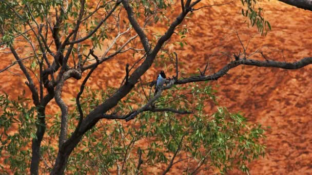 Boucher pied oiseau assis dans un arbre — Video