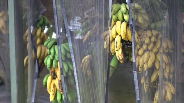 Plátanos en el puesto de al lado del camino — Vídeo de stock