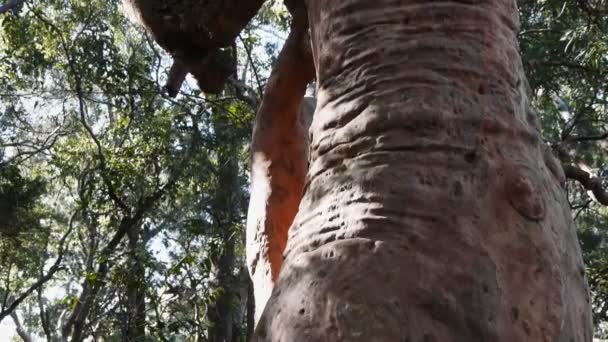 Tronco de árbol de eucalipto — Vídeos de Stock
