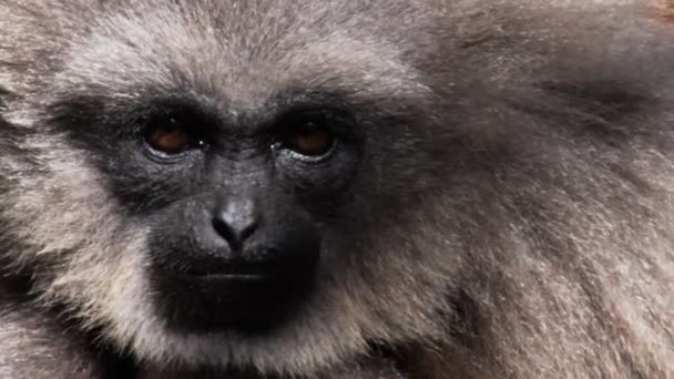 Gibbon argenté gros plan — Video