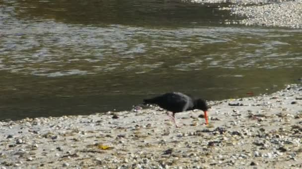 Oystercatcher looks for food — Stock Video