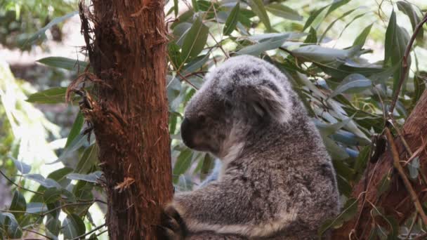 Koala medvědů sedí na stromě — Stock video