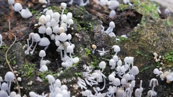 Coprinellus disseminatus Pilze wachsen auf Baum — Stockvideo