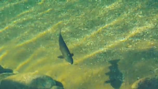 大鳟鱼周围游弋在新西兰河 — 图库视频影像