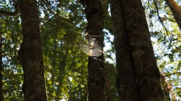 Ein Spinnennetz hoch im Wald — Stockvideo