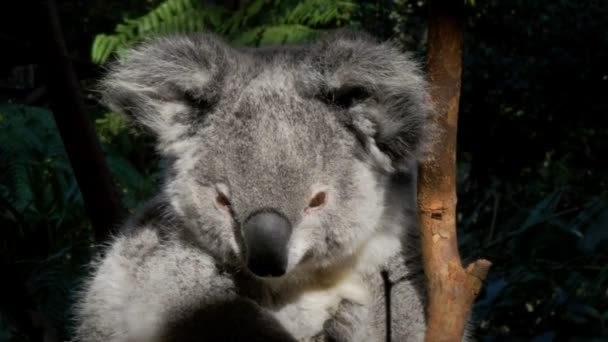 Koala mirando a su alrededor — Vídeos de Stock