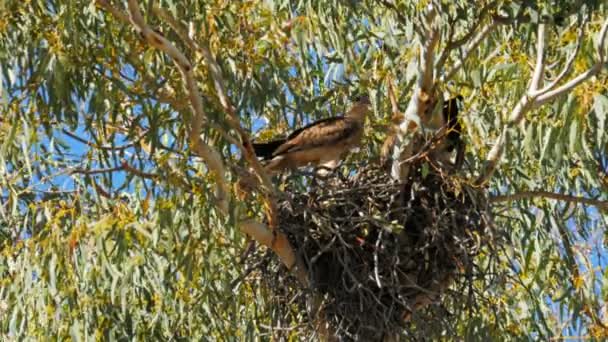 Pfeifender Drachen verlässt ein Nest — Stockvideo