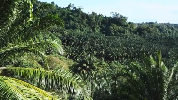 Huile de palme Plantation — Video