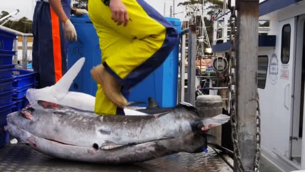 Deckhand flyttar en svärdfisk stommen — Stockvideo