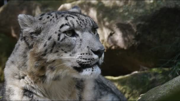 Leopardo de la nieve en peligro de extinción — Vídeo de stock