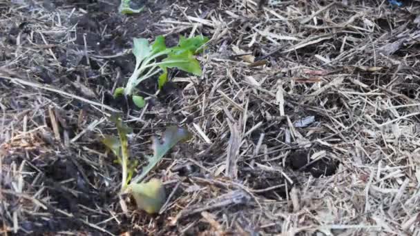 Ogrodnik podlewania sałata — Wideo stockowe