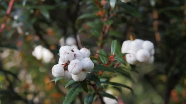 Ätlig vit tasmanska snowberry — Stockvideo