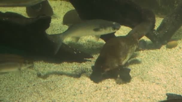 Australian platypus feeding — Stock Video