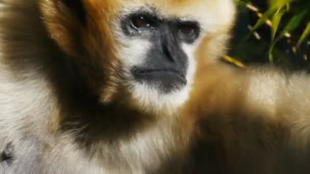 Gibbon voeden met bamboe bladeren — Stockvideo