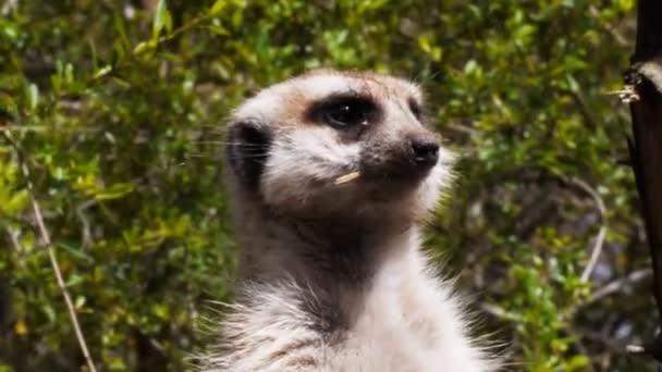 Meerkat 경비를 서 — 비디오