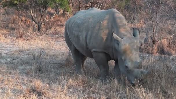 Neushoorn schaafwonden op gras — Stockvideo