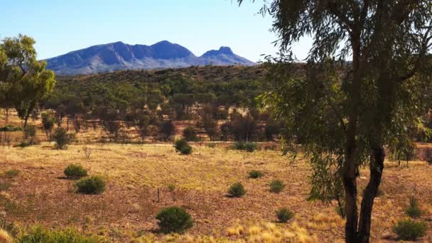 Mt sonder and gum trees pan — Stock Video