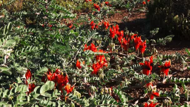 Red start's desert pea — Stock Video