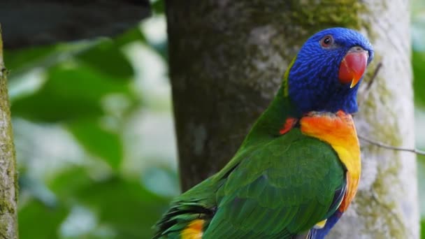 彩虹澳洲鹦鹉在一棵树 — 图库视频影像