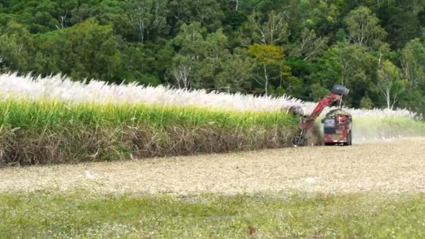 Сахарный тростник и работа грузовиков — стоковое видео