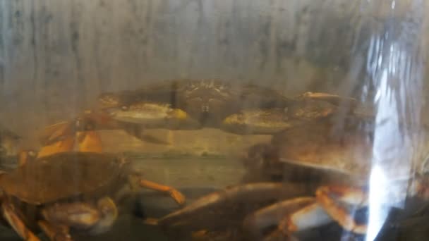 Dungeness crabs at pike place market — Stock Video