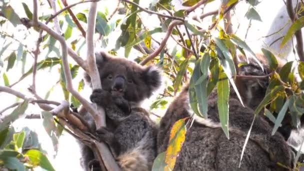 Koala joey kijkt rond — Stockvideo