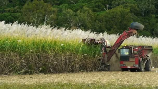 Suikerriet harvester riet snijden — Stockvideo