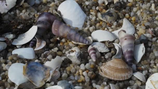 Muszle mięczaków na plaży — Wideo stockowe