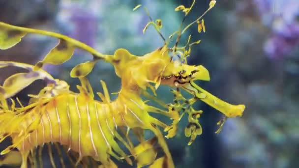 Head of a leafy sea dragon — Stock Video