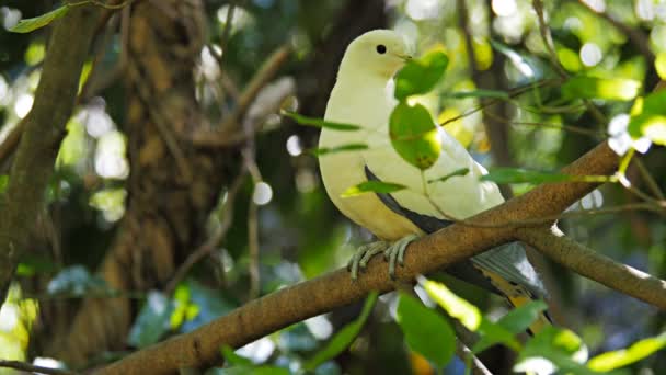 Pombo empoleirado em uma árvore de floresta tropical — Vídeo de Stock