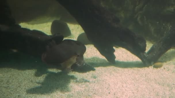 Platypus swims to the surface — Stock Video