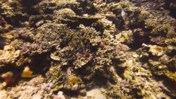 papillon nage sur un récif corallien 