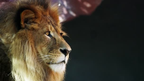 Lion regardant attentivement — Video