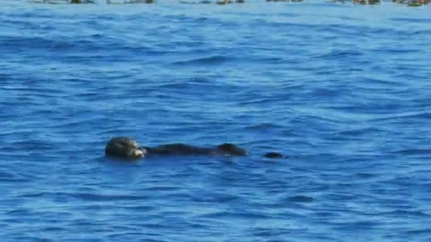 Sea otter feeding in monterey bay — Stock Video