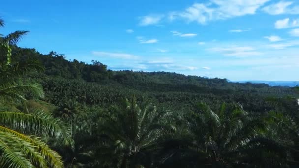 Плантация пальмового масла — стоковое видео