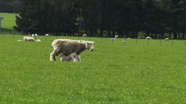 Baby lamb feeds from mother — Stock Video