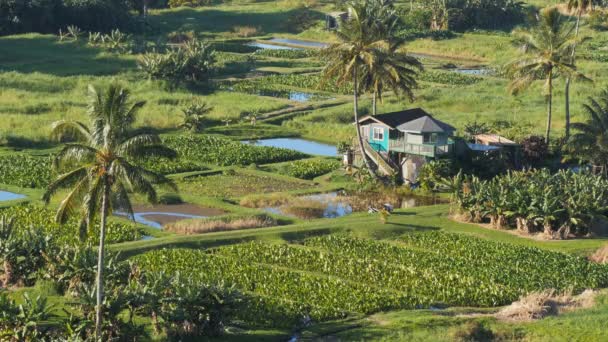 Campos de taro en la península de keanae — Vídeo de stock