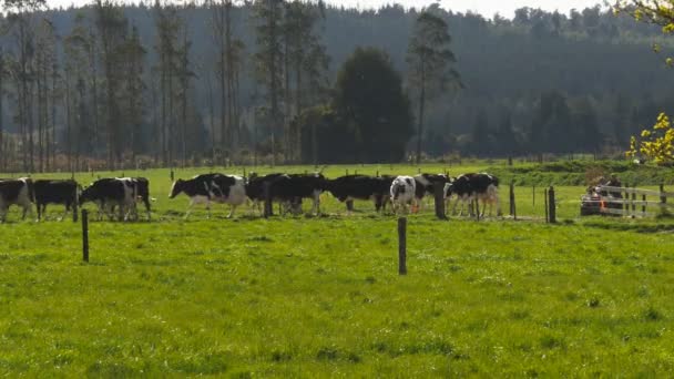 Een Boer Een Atv Brengt Koeien Voor Het Melken Een — Stockvideo