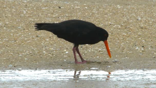 Oystercatcher searches for food — Stock Video