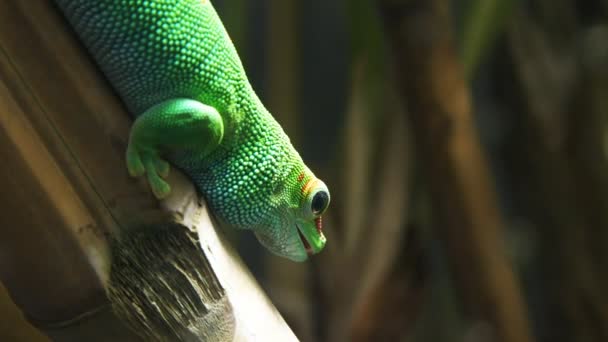 Gecko відкриває рот — стокове відео