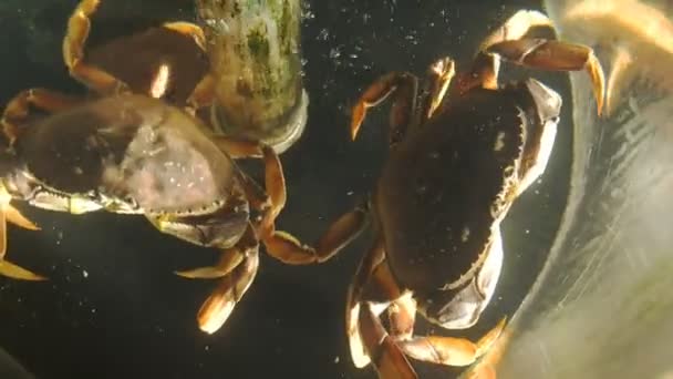 Tanque de caranguejos dungeness vivos — Vídeo de Stock