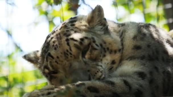 Schneeleopard wäscht seine Pfoten — Stockvideo