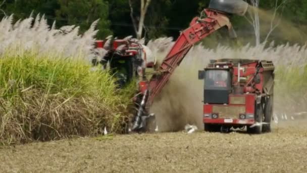 Een suikerriet harvester gesneden riet — Stockvideo