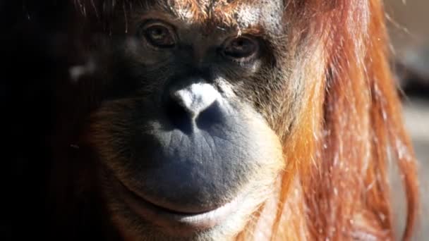Орангутан смотрит в камеру — стоковое видео