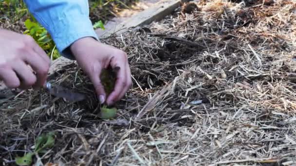 Trädgårdsmästare plantera sallad — Stockvideo