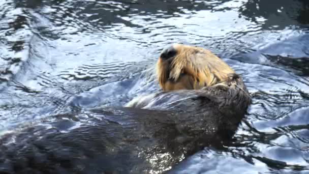 Sea otter having a meal — Stock Video