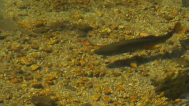 Brown trout in the merced river — Stock Video