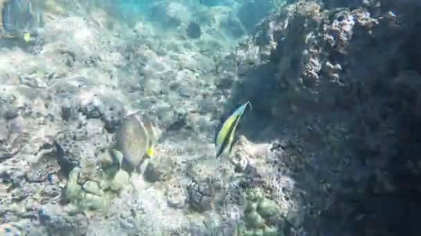 Moorish idol at hanauma bay — Stock Video